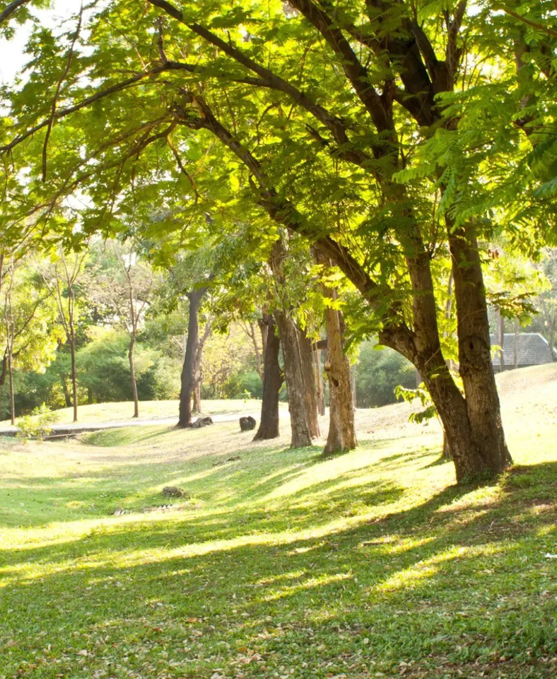 img-prestige-terrebonne-foret